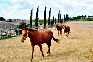 Allevamento cavalli puro sangue